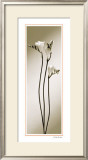 Buy Fressia at AllPosters.com
