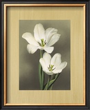 Tulipani