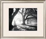 Buy Oak Alley, Light and Shadows at AllPosters.com