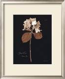 Buy Hydrangea at AllPosters.com