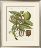 Walnut
