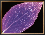 Photogram