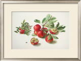 Buy Apples and a Rose at AllPosters.com