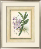 Fitch Orchid V