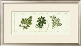 Buy Assorted Ferns at AllPosters.com