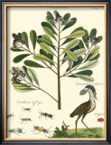 Buy Naturalist Study II at AllPosters.com