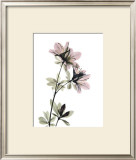 Buy Azalea at AllPosters.com