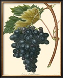 Buy Grapes II at AllPosters.com