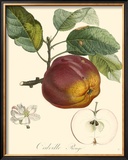 Buy Apples at AllPosters.com