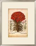L'Herbier VII