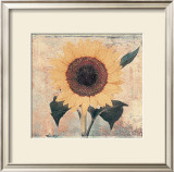 Buy Sunflower at AllPosters.com