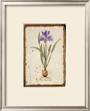 Buy Iris Reticulata at AllPosters.com