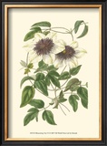 Buy Blossoming Vine VI at AllPosters.com