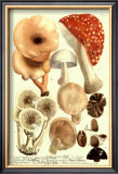 Buy Mushrooms I at AllPosters.com