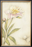 Buy Peony I at AllPosters.com