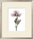 Buy Geranium at AllPosters.com