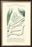 Buy Turpin Botany III at AllPosters.com