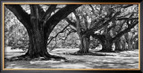 Buy Majestic Oaks I at AllPosters.com