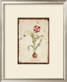 Buy Tulipa Aureicoloris at AllPosters.com
