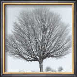 Arbres Divers IV