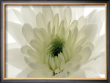 Buy Pureness at AllPosters.com
