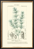Buy Turpin Botany I at AllPosters.com
