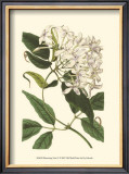 Buy Blossoming Vine IV at AllPosters.com