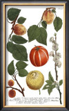 Weinmann Fruits IV
