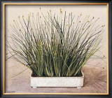 Buy Bare Grass II at AllPosters.com