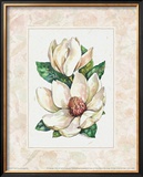 Fleur du Jour, Magnolia