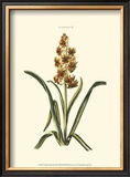 Buy Antique Hyacinth IX at AllPosters.com