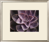 Buy Echeveria I at AllPosters.com