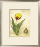 Buy Keizerskroon Tulip at AllPosters.com