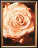 Buy Beautiful Flower II at AllPosters.com
