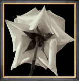 Buy Rose VIII at AllPosters.com