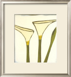 Buy Arum, c.2003 at AllPosters.com