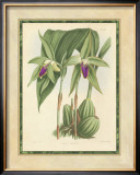 Fitch Orchid VI