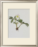Buy Snow Rose at AllPosters.com