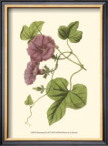 Buy Blossoming Vine II at AllPosters.com