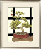 Zen Bonsai I