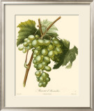 Buy Grapes I at AllPosters.com