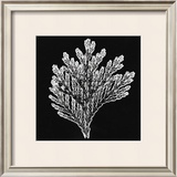 Buy Simplicity at AllPosters.com