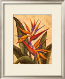 Buy Tropical Bird of Paradise at AllPosters.com