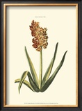 Buy Antique Hyacinth XV at AllPosters.com