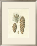 Buy Crackled Woodland Pinecones II at AllPosters.com
