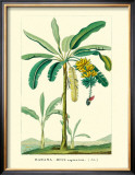 Buy Banana, Musa Sapientum at AllPosters.com
