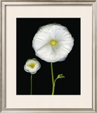Buy Two Friends II at AllPosters.com