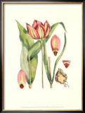 The Tenacious Tulip I