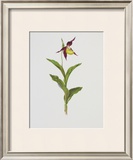 Buy Lady's Slipper at AllPosters.com