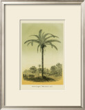 Buy Astrocaryum Palm at AllPosters.com